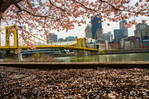 Pittsburgh Cherry Blossom Bridge