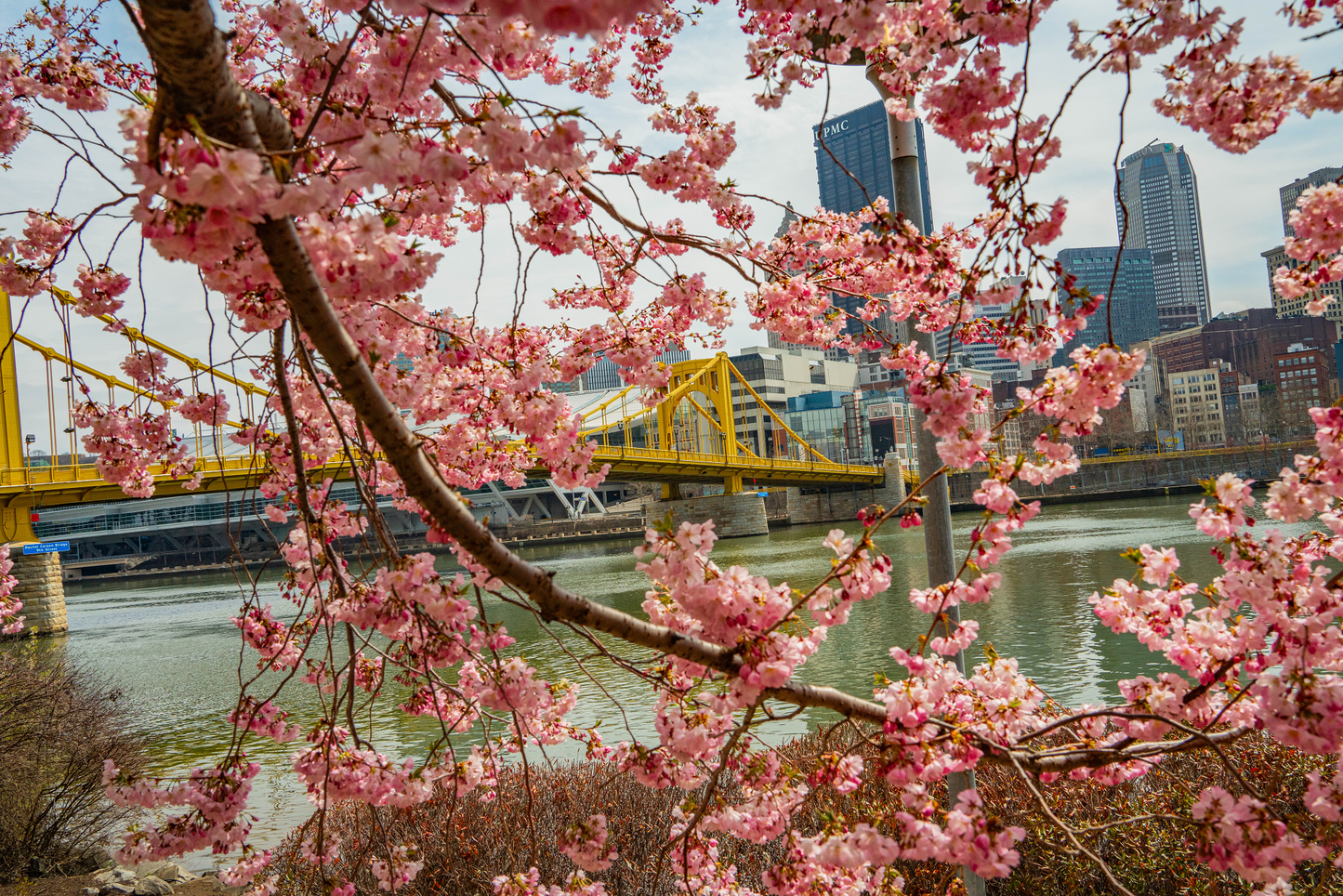 Pittsburgh Cherry Blossom Bridge 03