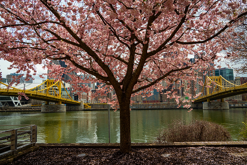 Pittsburgh Cherry Blossom tree 13
