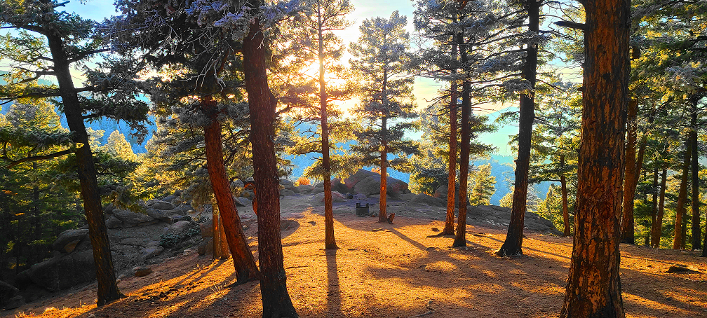 Sun-Kissed Stillness – Forest Light in Colorado
