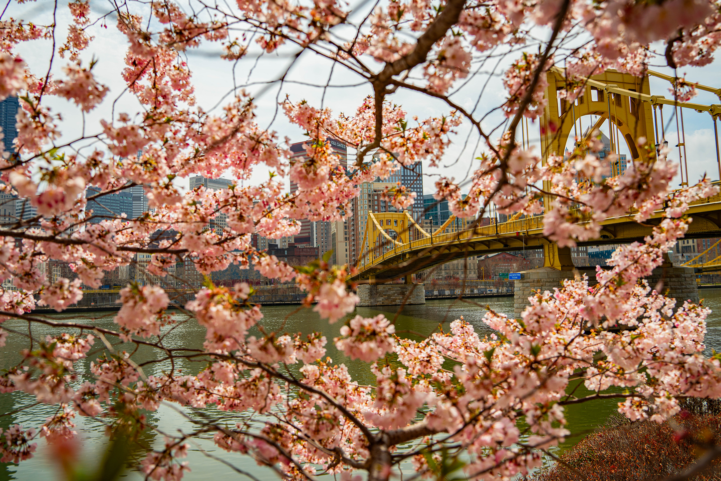 Pittsburgh Cherry Blossom Bridge 07