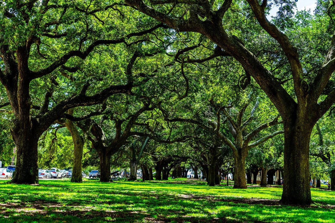 How to Choose the Perfect Travel Photo Prints for Your Home