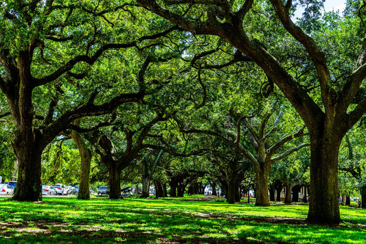 How to Choose the Perfect Travel Photo Prints for Your Home
