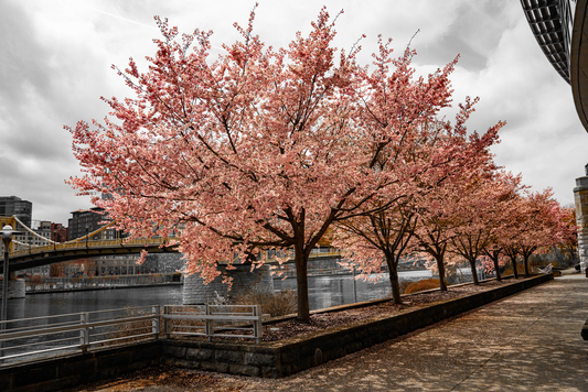 Pittsburgh Cherry Blossom tree 17