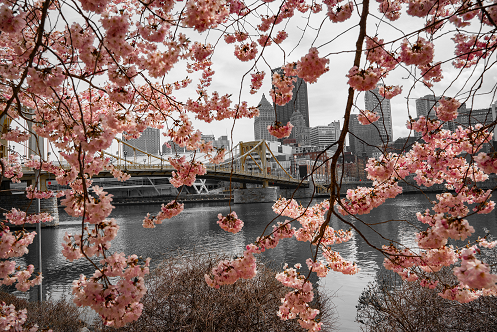Pittsburgh Cherry Blossom Bridge 08