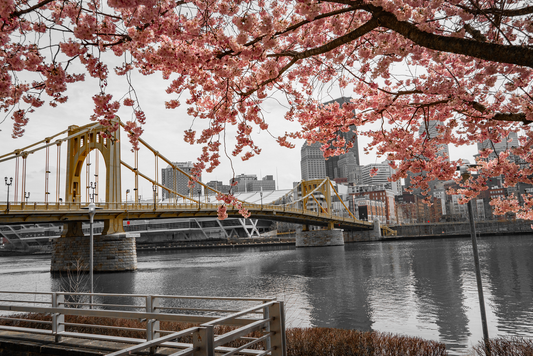 Pittsburgh Cherry Blossom Bridge 05