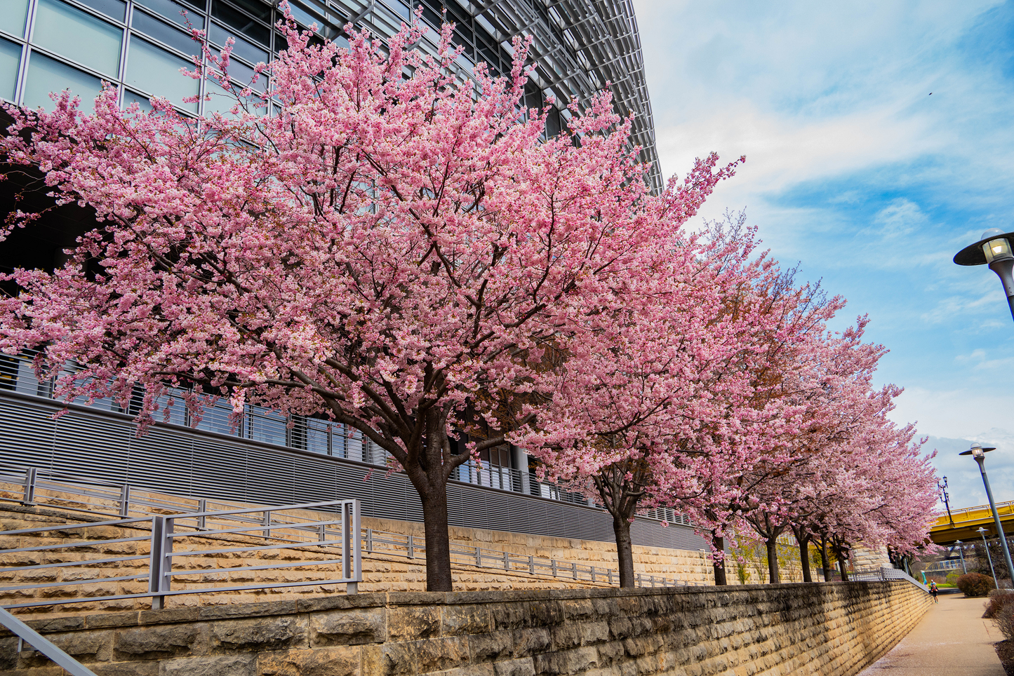 Pittsburgh Cherry Blossom tree 09