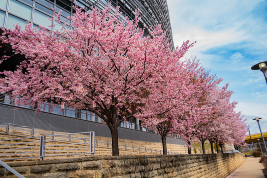 Pittsburgh Cherry Blossom tree 09