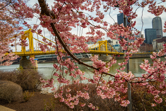 Pittsburgh Cherry Blossom tree 16
