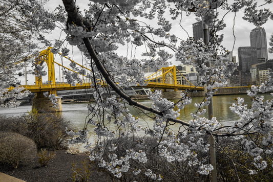 Pittsburgh Cherry Blossom tree 18