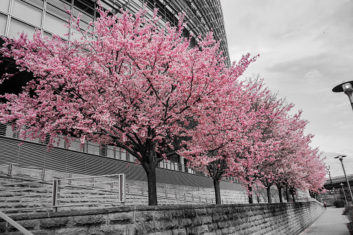 Pittsburgh Cherry Blossom tree 10