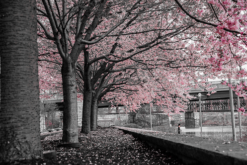 Pittsburgh Cherry Blossom tree 12