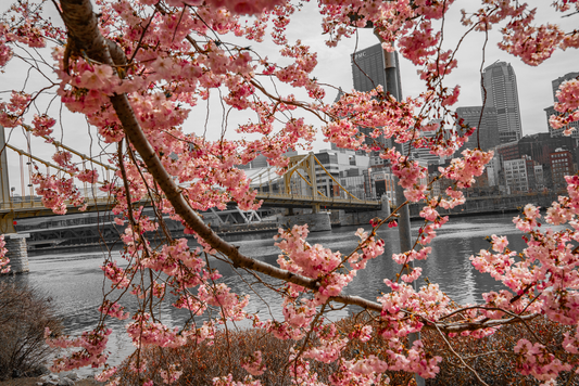 Pittsburgh Cherry Blossom Bridge 06