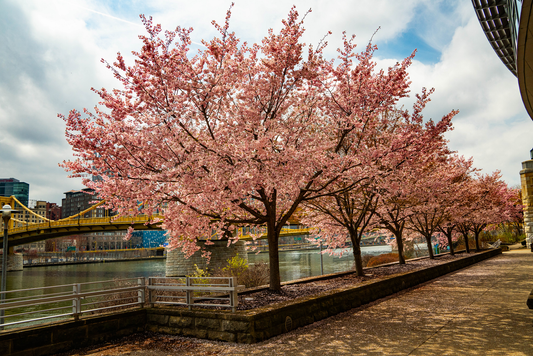 Pittsburgh Cherry Blossom tree 15