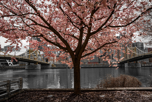 Pittsburgh Cherry Blossom tree 14
