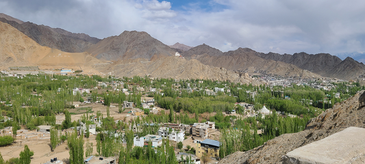 Between the Pines- Ladakh